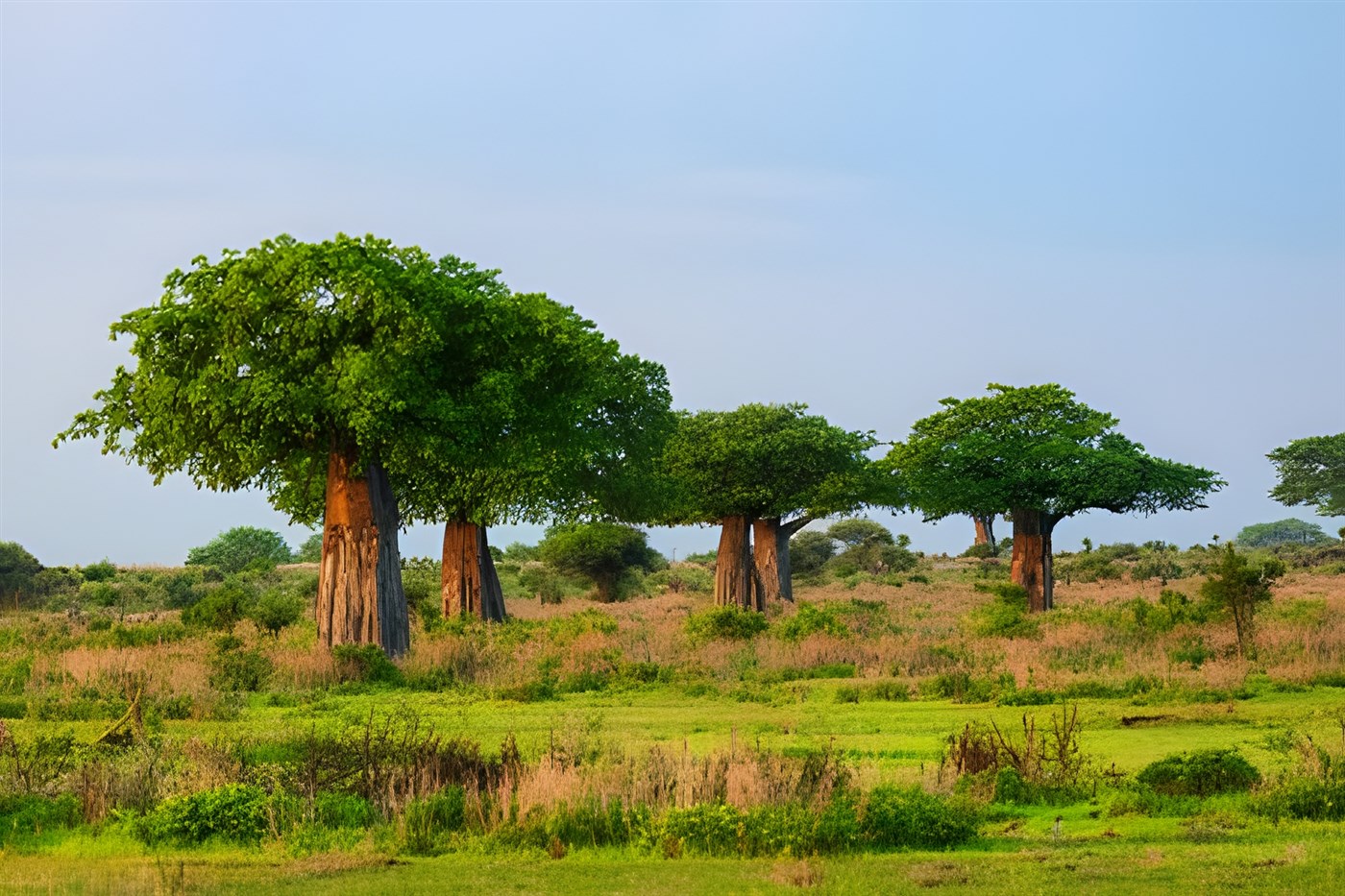 baobab trees stud the landscape of Tarangire