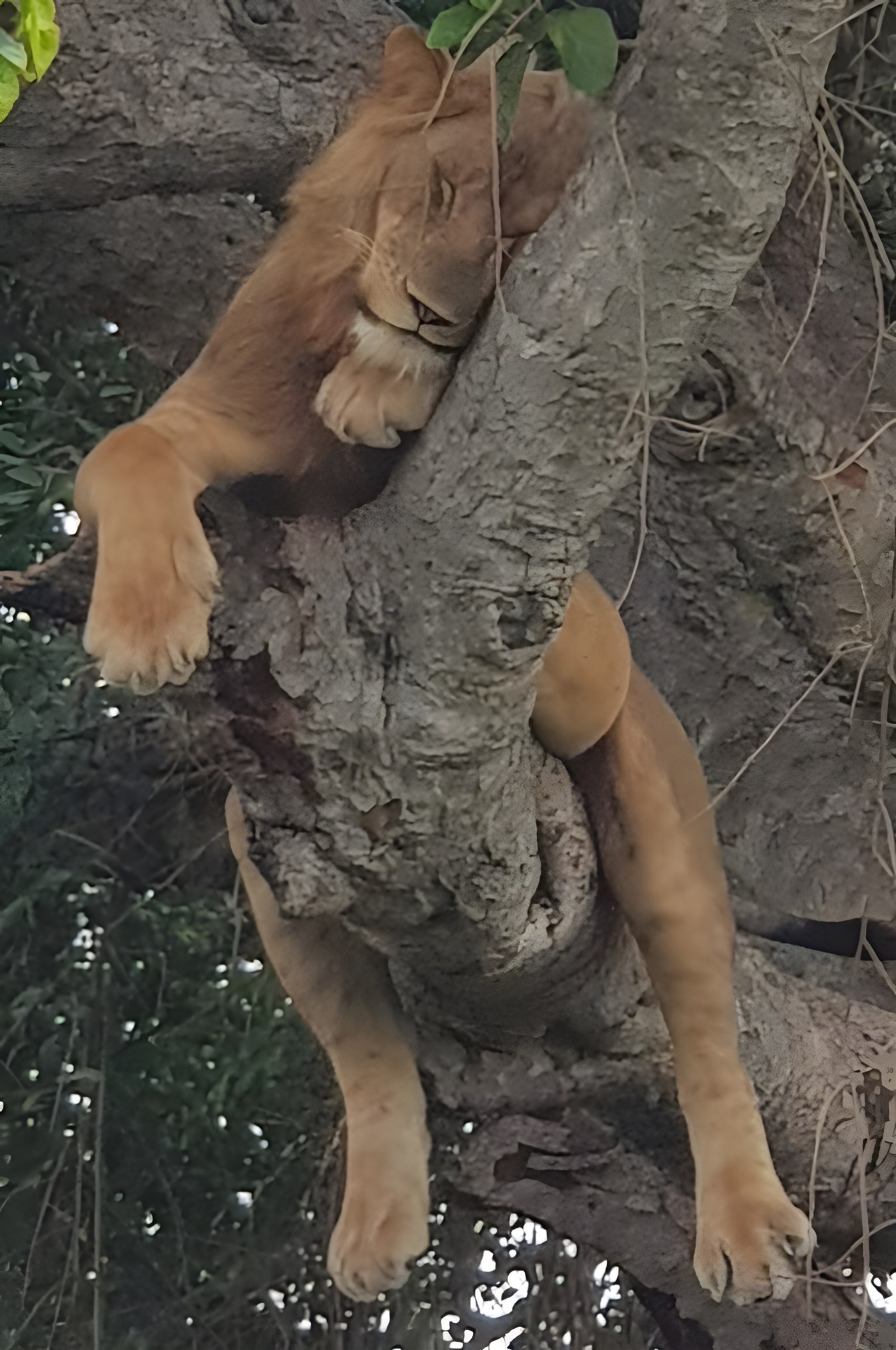Lion sleeping in a tree in Uganda