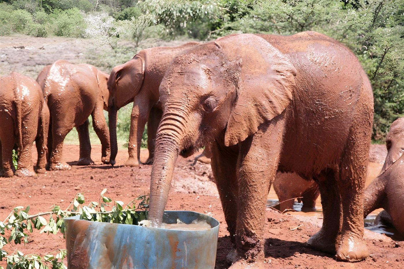 Muddy elephants at David Sheldrick Elephant orphanage, Kenya