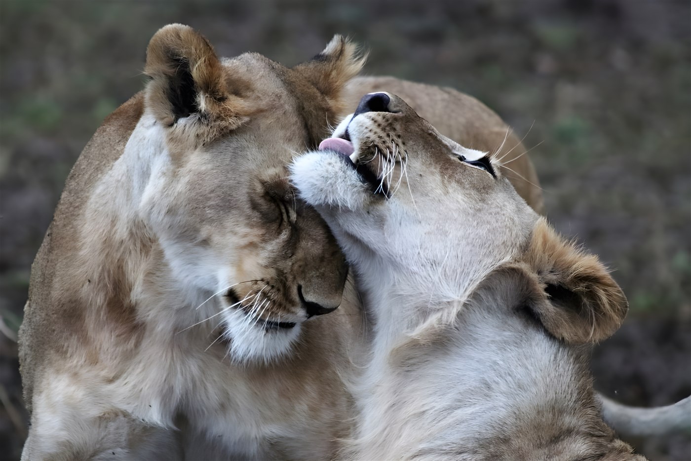 Lions in Kenya