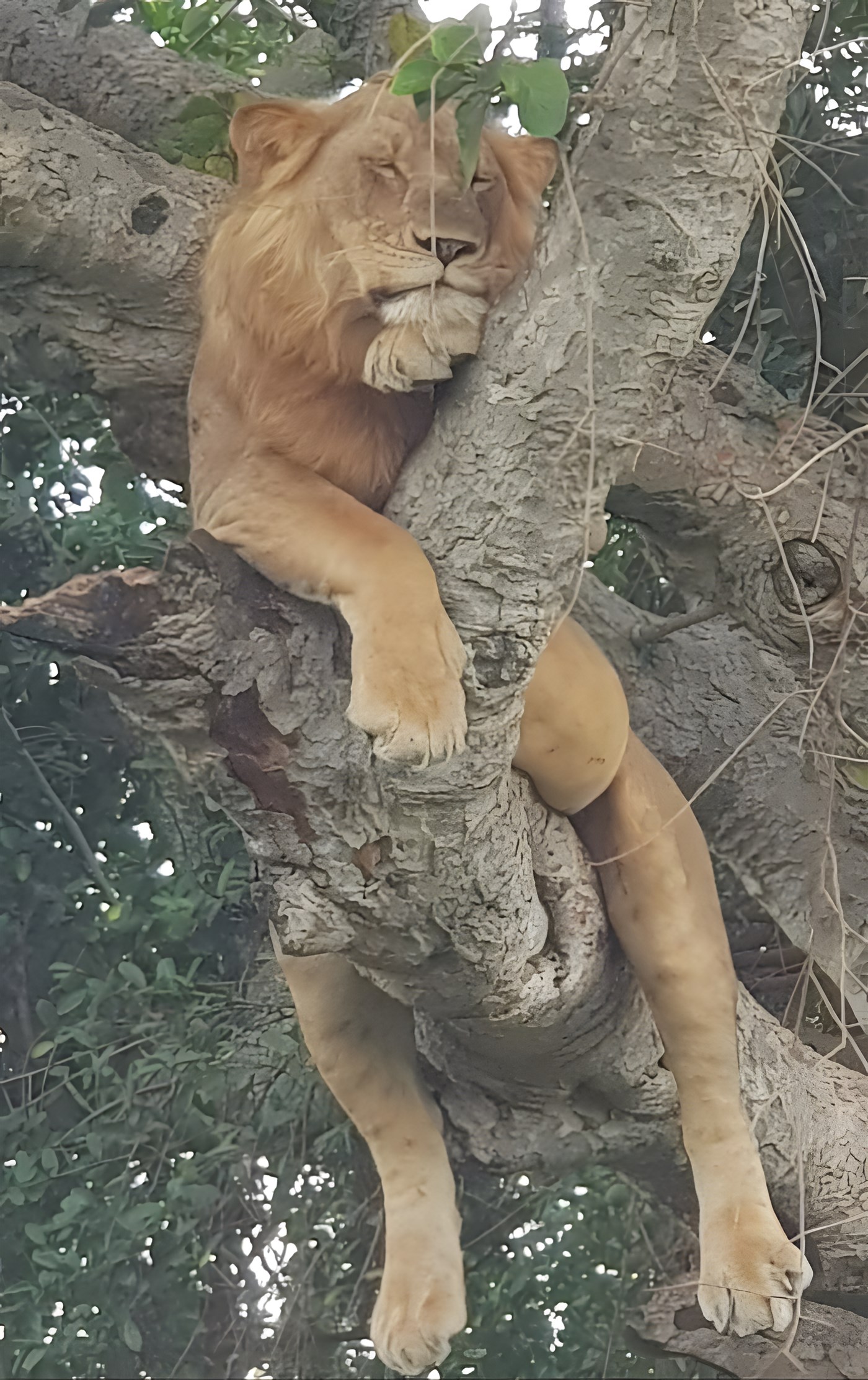 lion in tree, Uganda