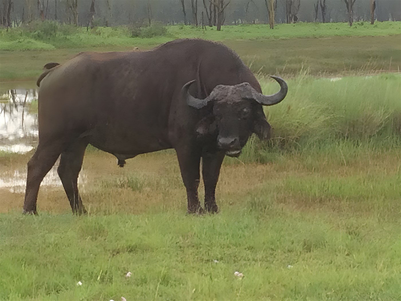 Buffalo in Kenya