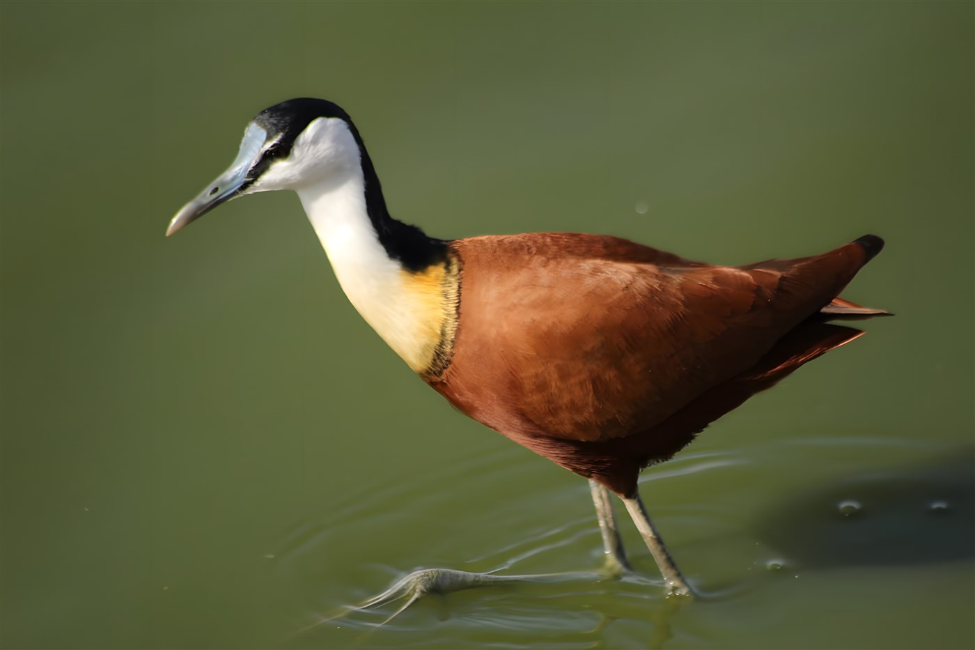 African Jacana Bird