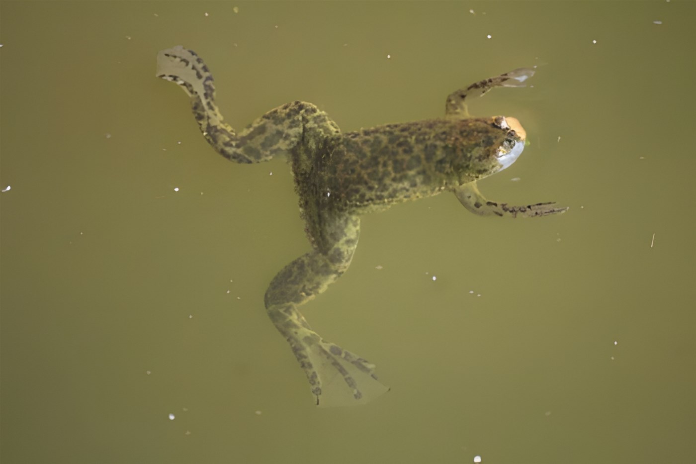 A Muller's Clawed Frog
