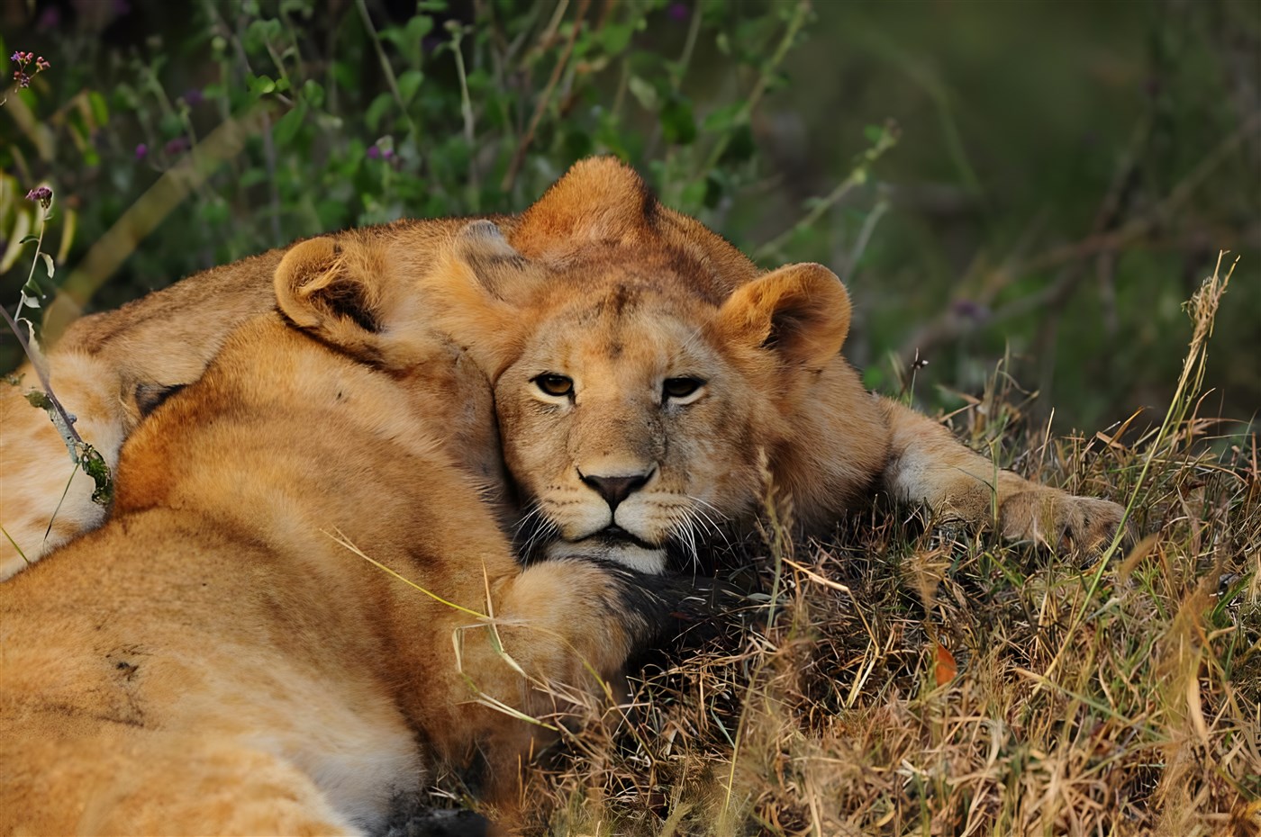 Resting lions