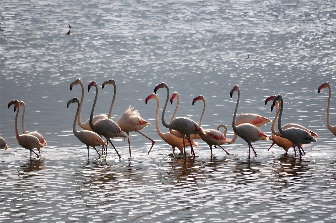 Flamingos at Lake Bogoria