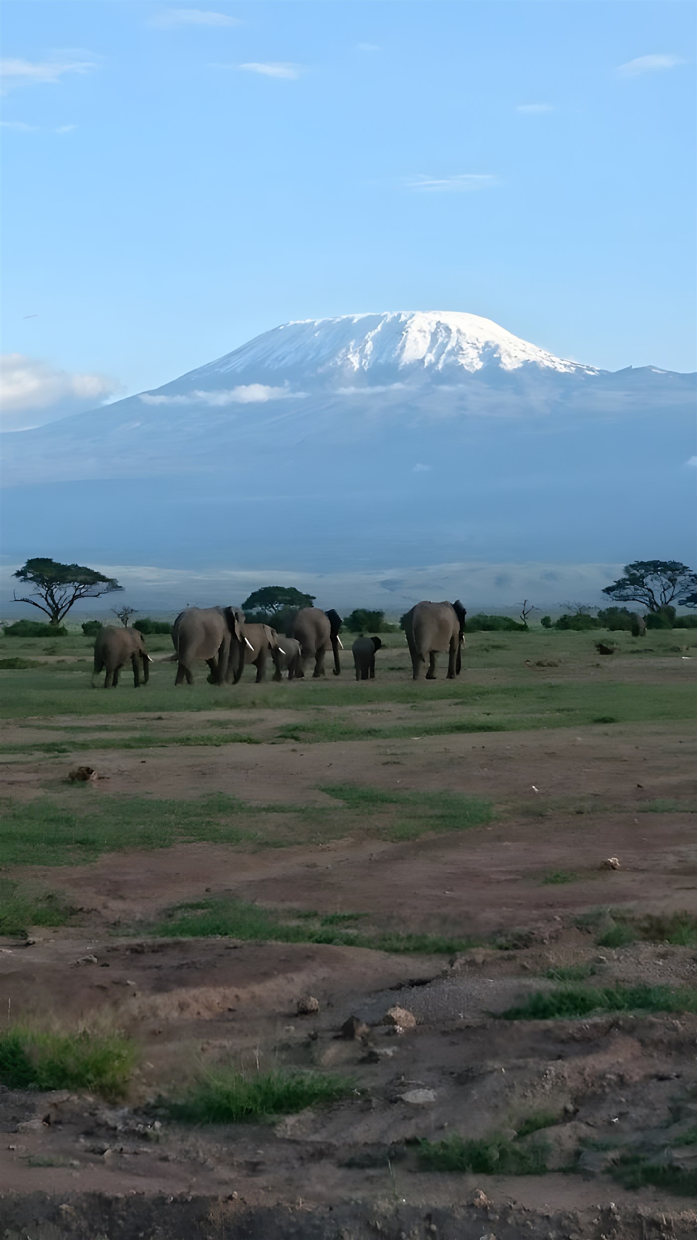 Elephants in front of Mount Kilimanjaro
