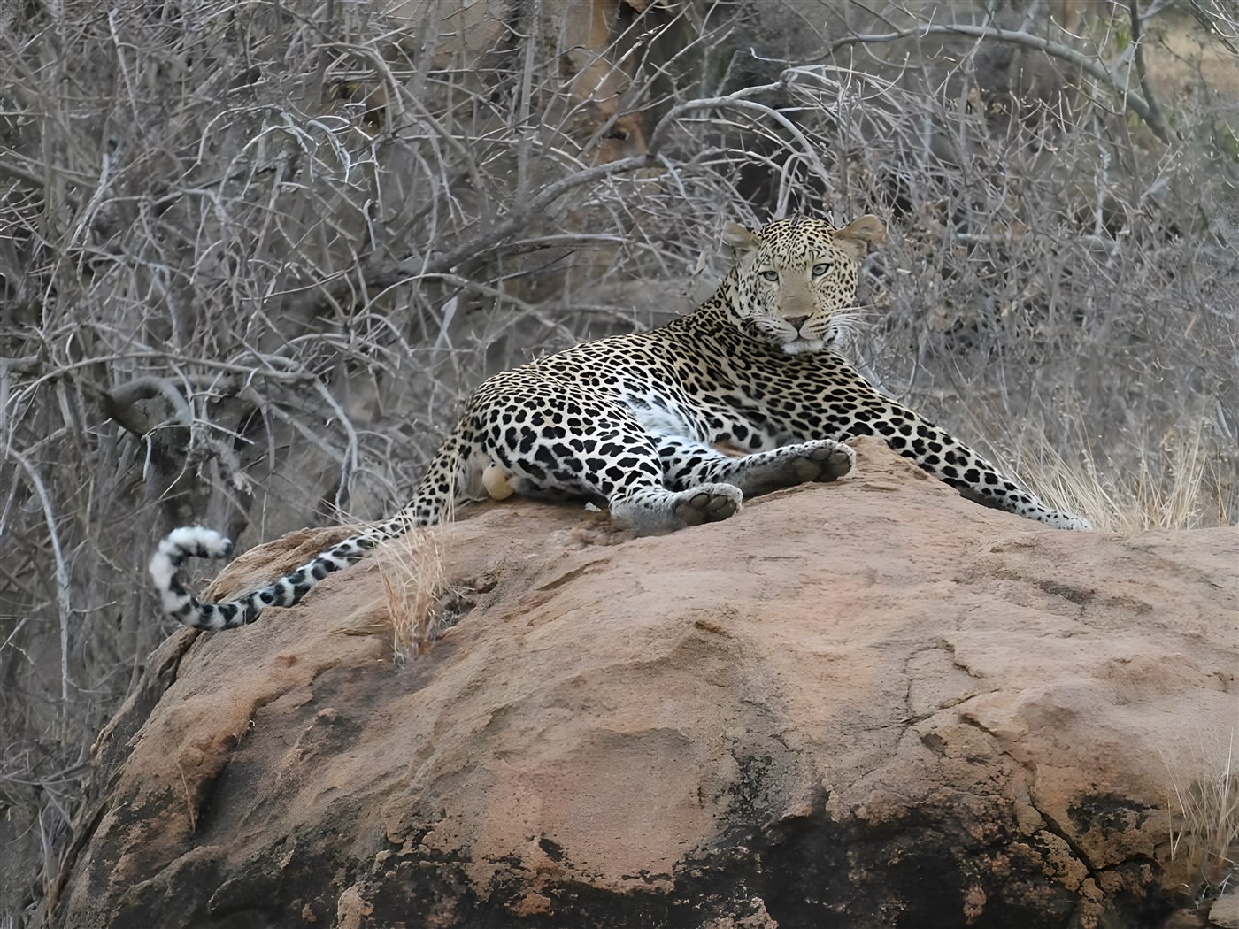 Leopard in Kenya