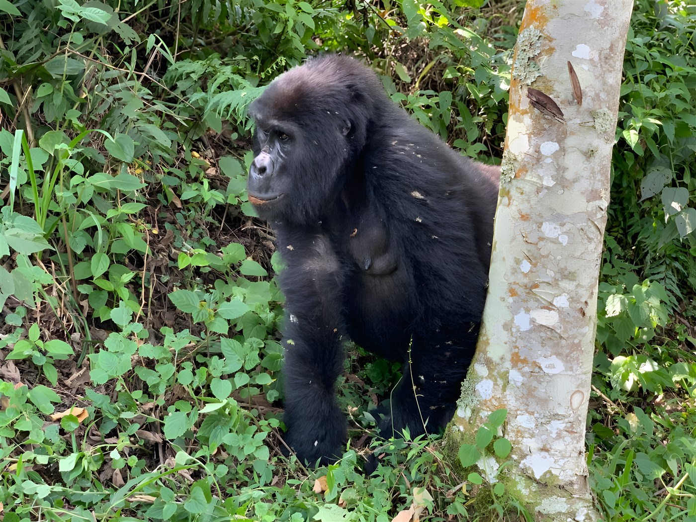 A beautiful big gorilla in the forest
