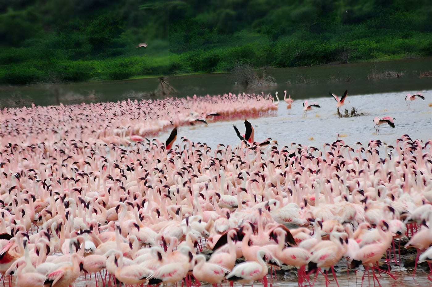 Flamingoes in Lake Bogoria