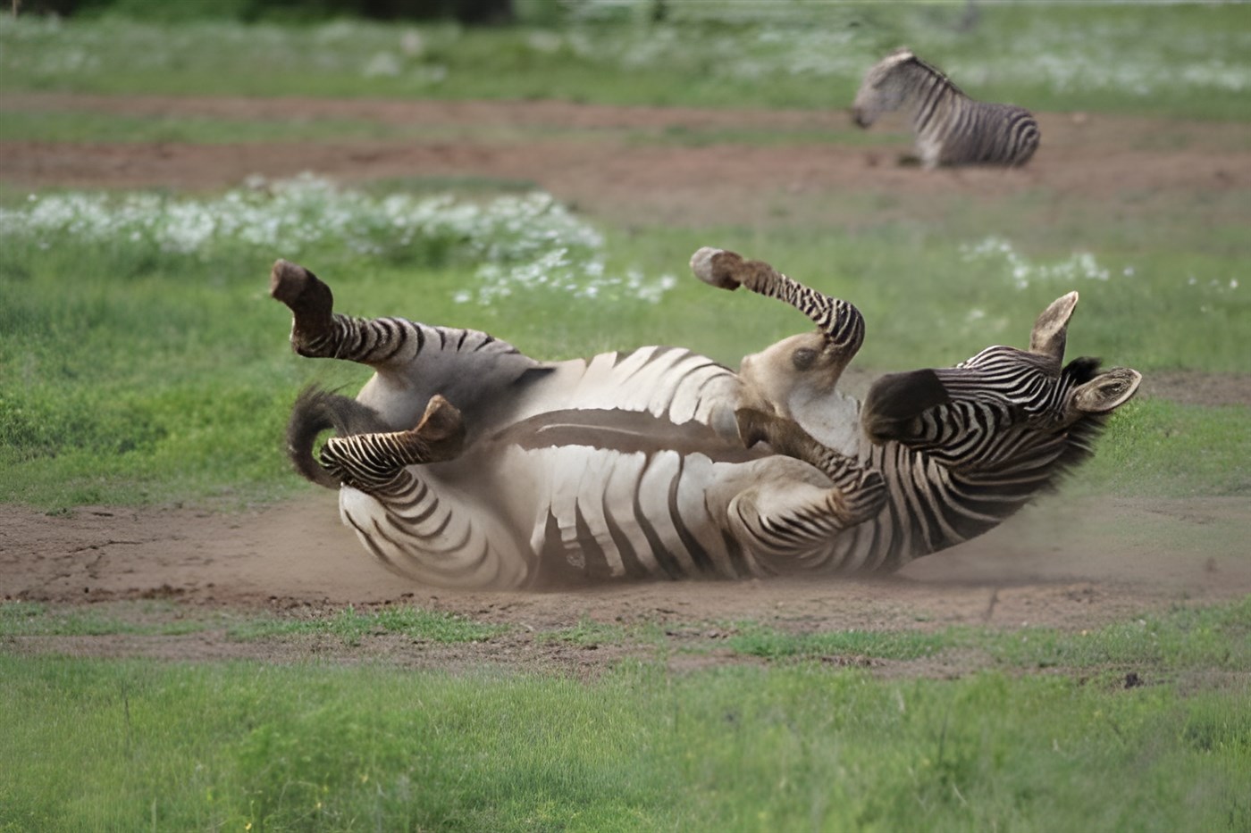 Plains Zebra rolling in the dust