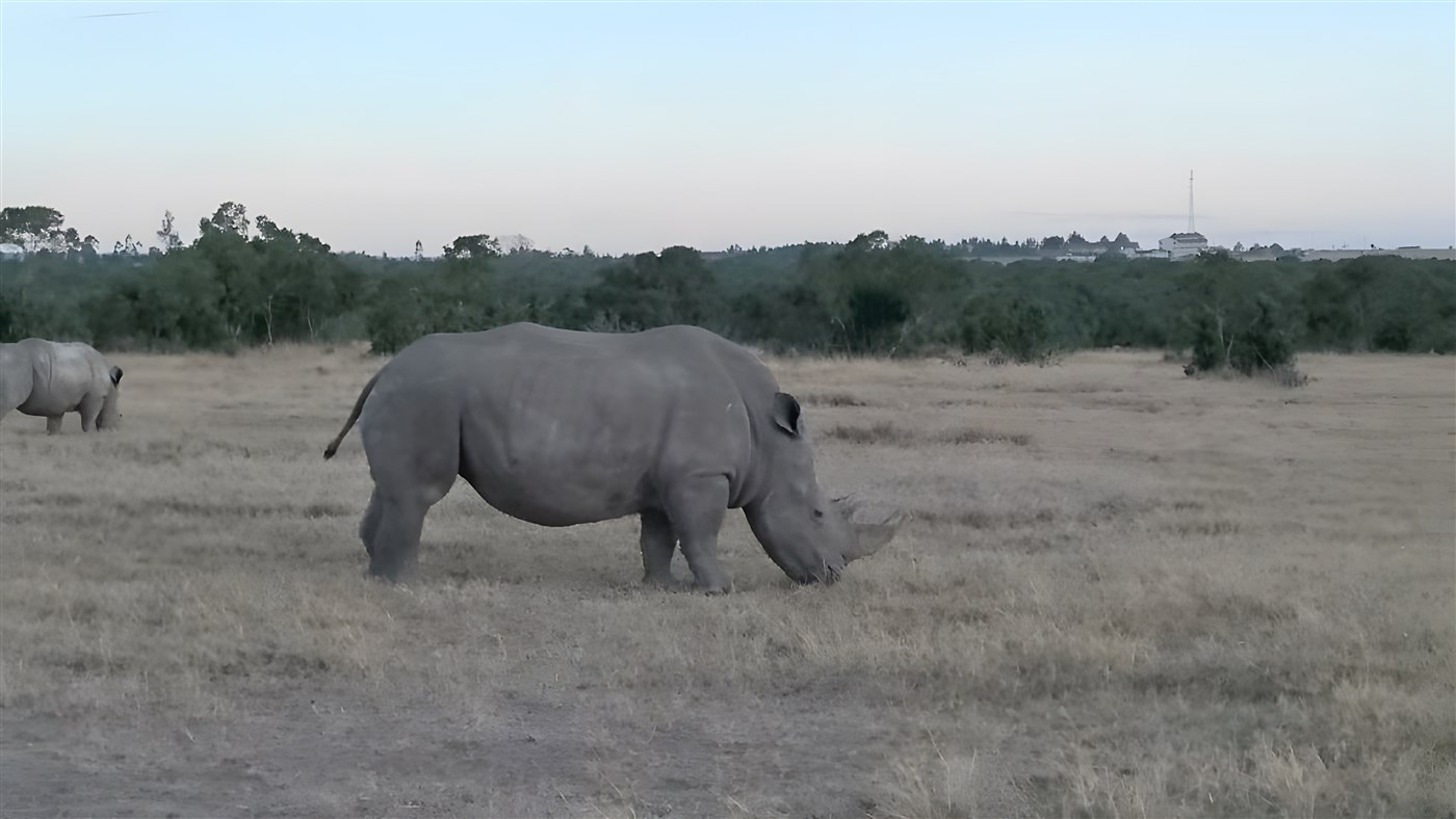 Rhinos