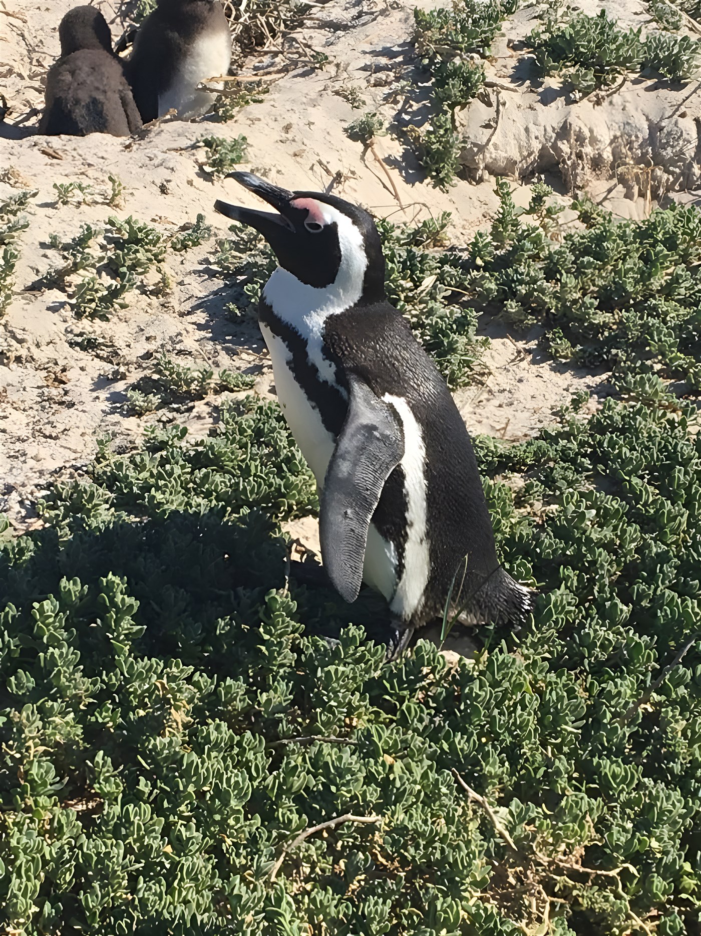 Penguins on Boulders Beach, South Africa