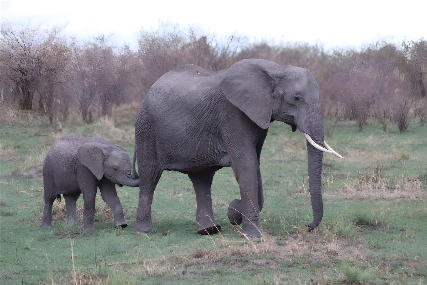 Mother and baby elephants