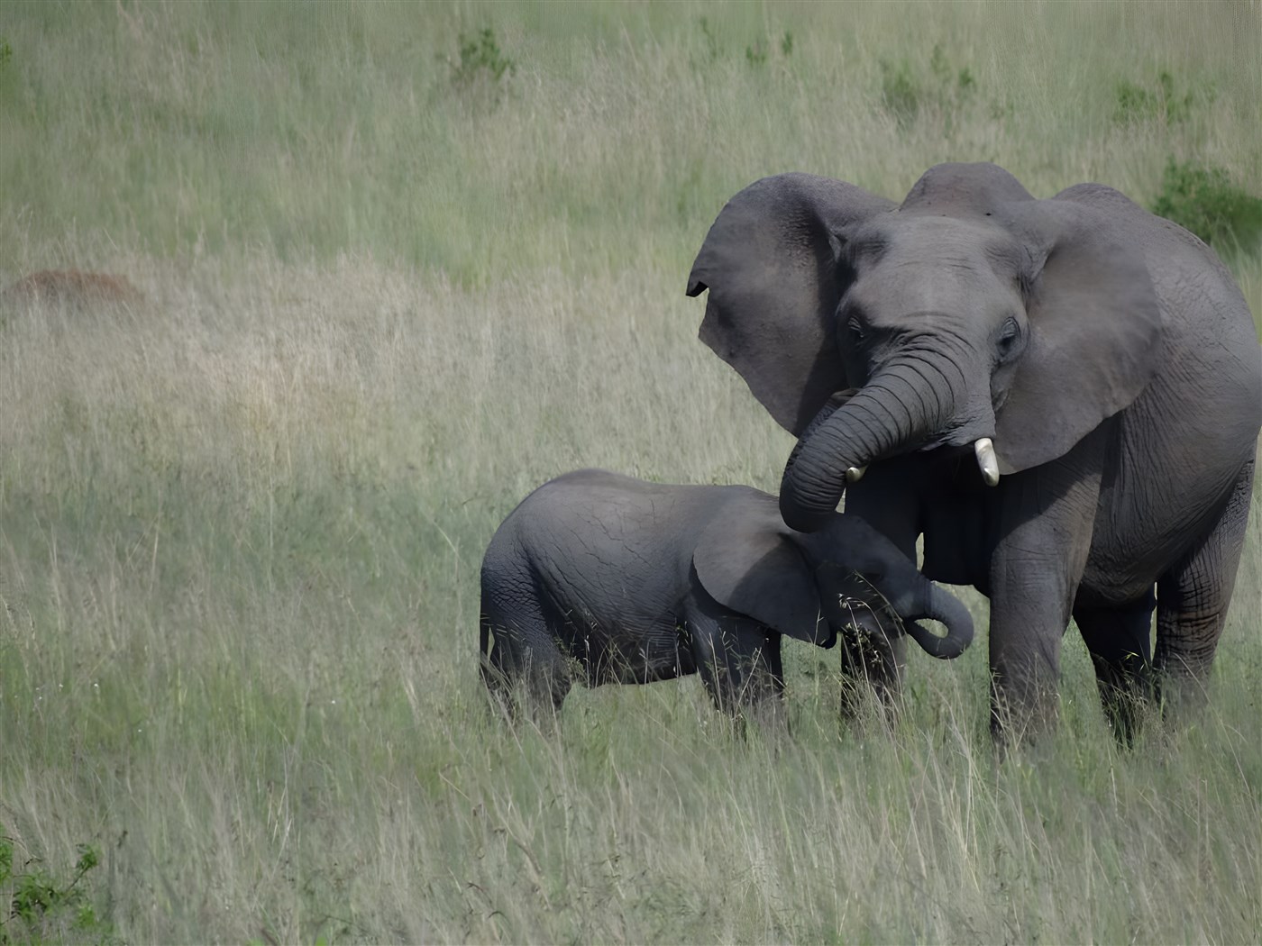 Mother and baby elephants
