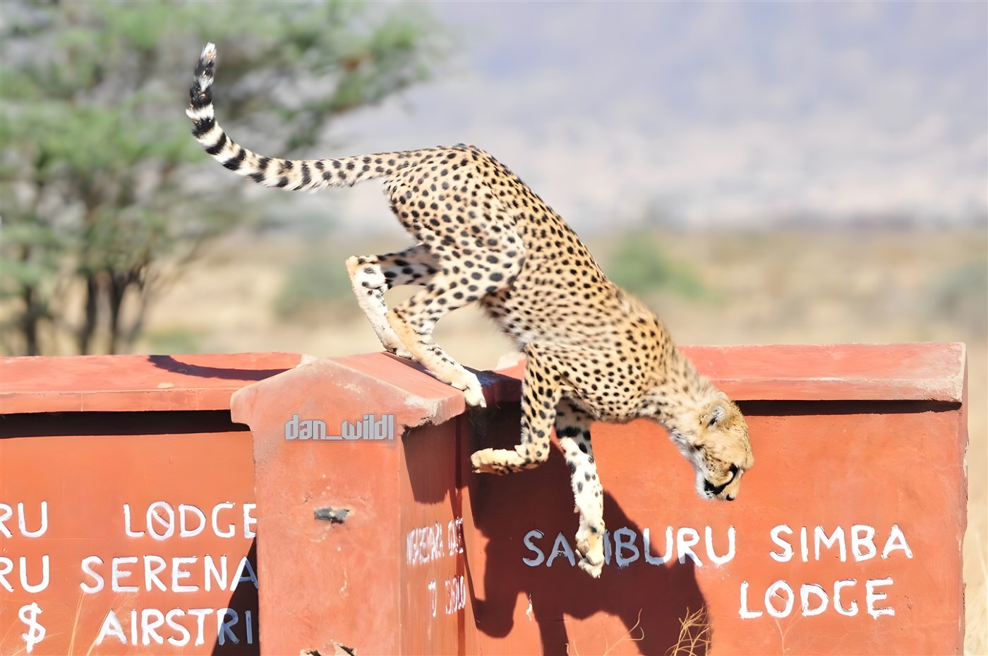 Cheetah at Samburu Simba Lodge