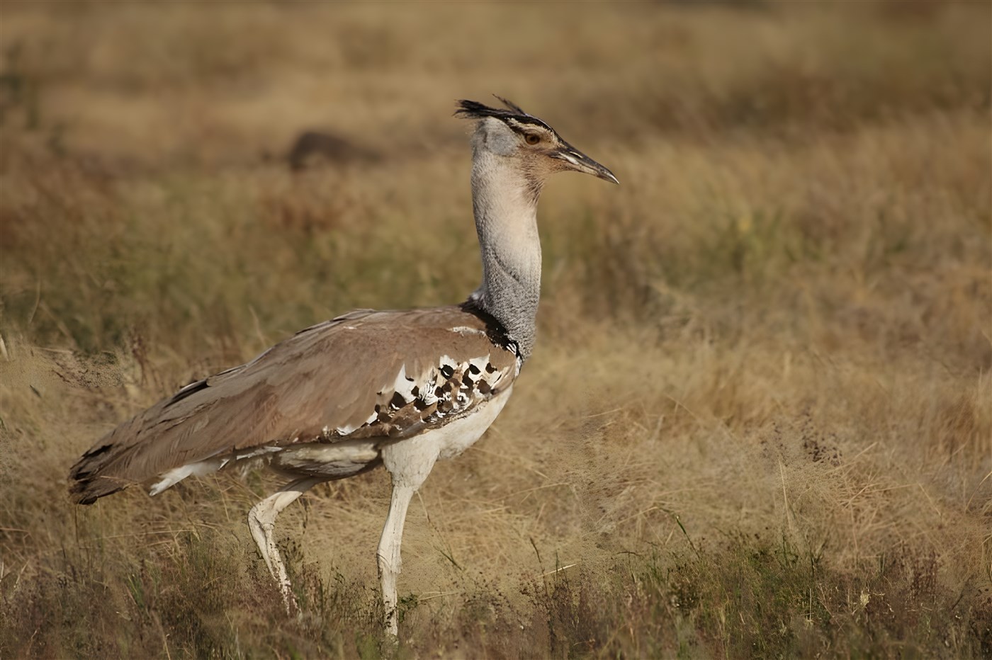 Birdlife in Samburu