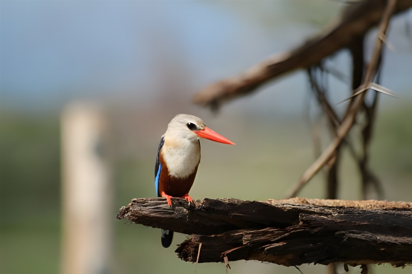 Grey Headed kingfisher