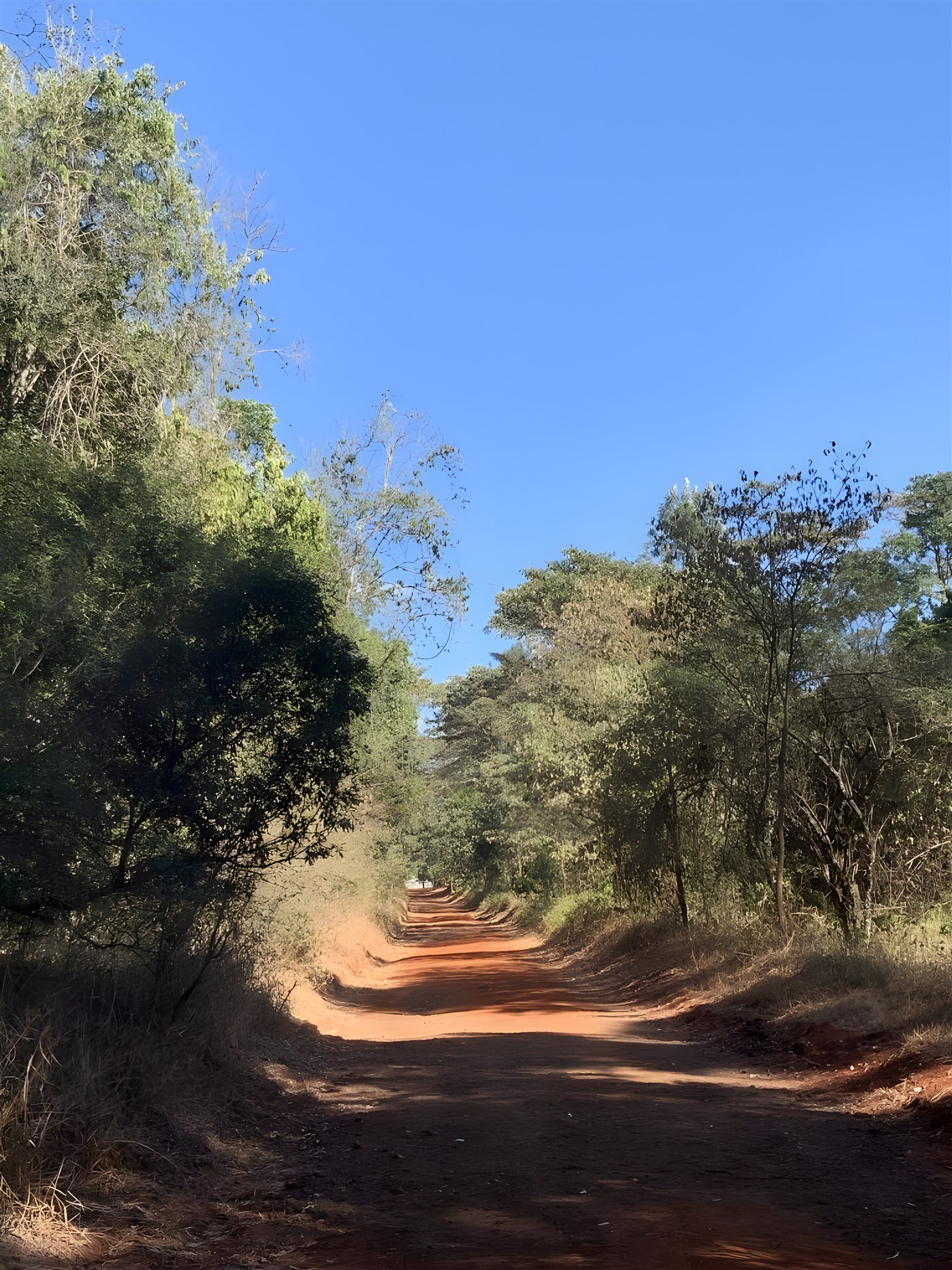Karura Forest Kenya