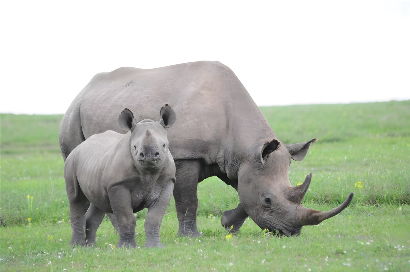 Rhino and baby
