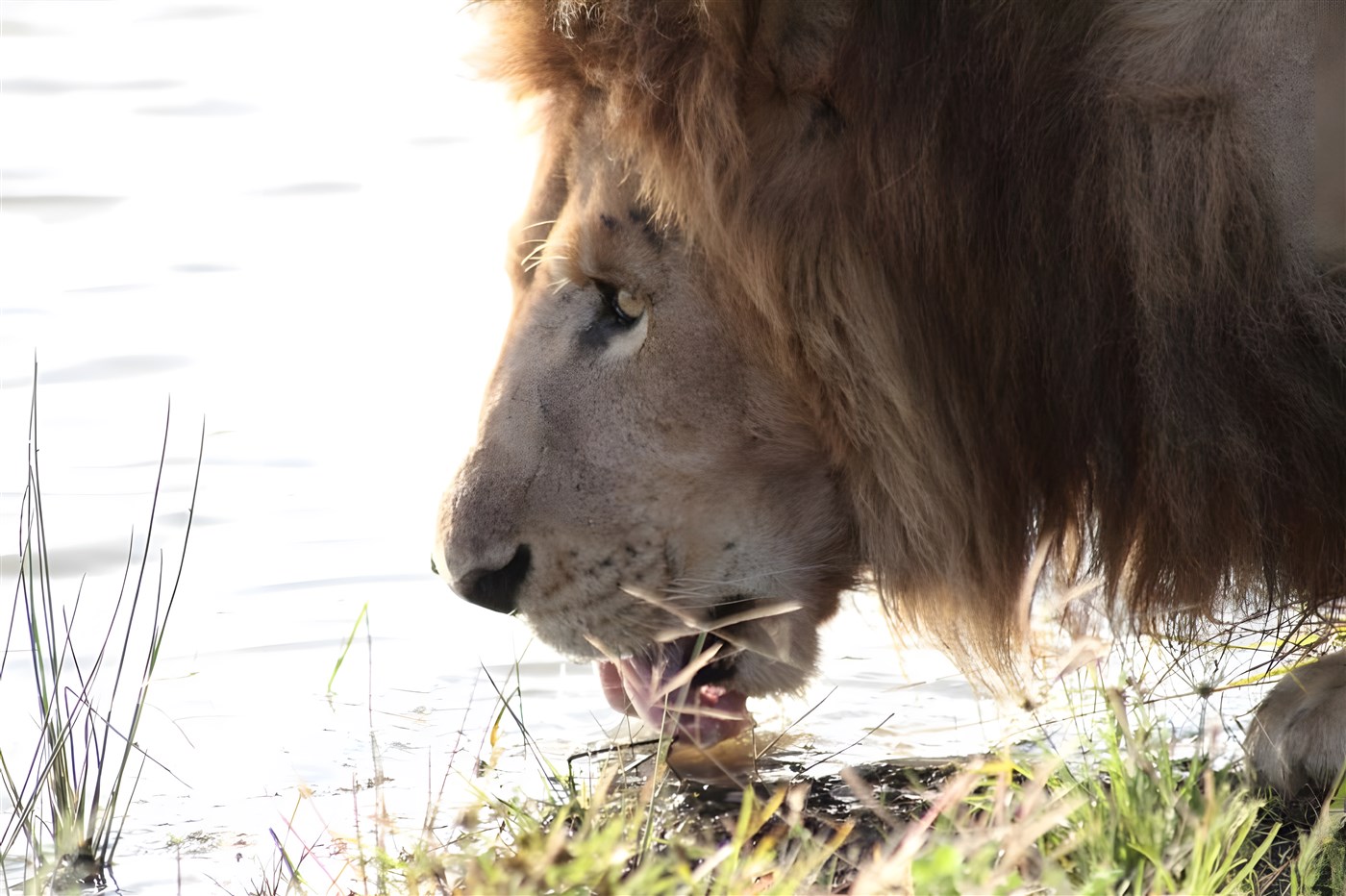 Lion drinking
