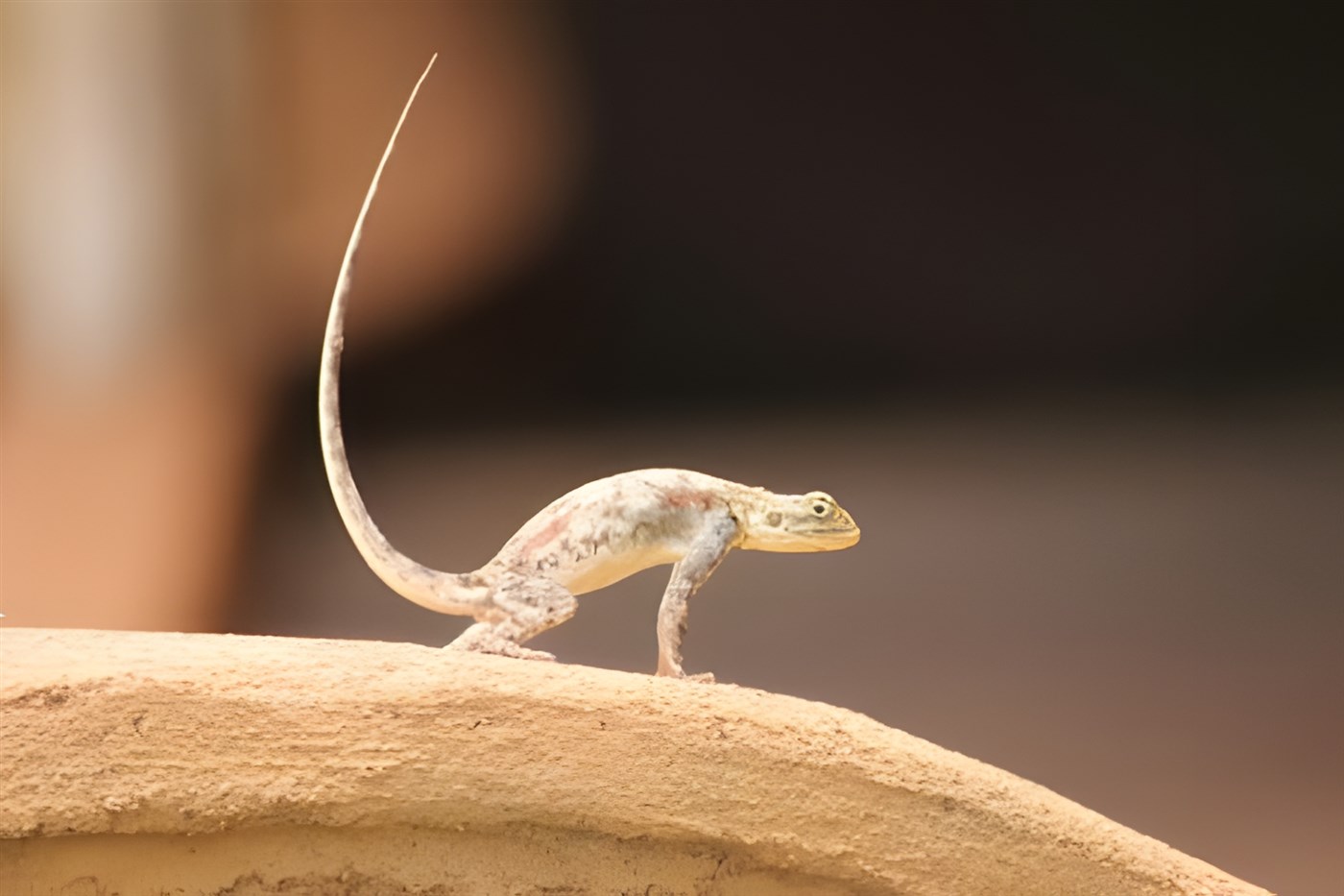 A female Red Headed Rock Agama