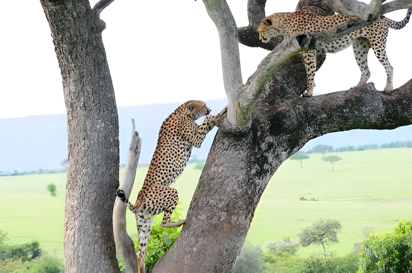 Cheetahs in a tree