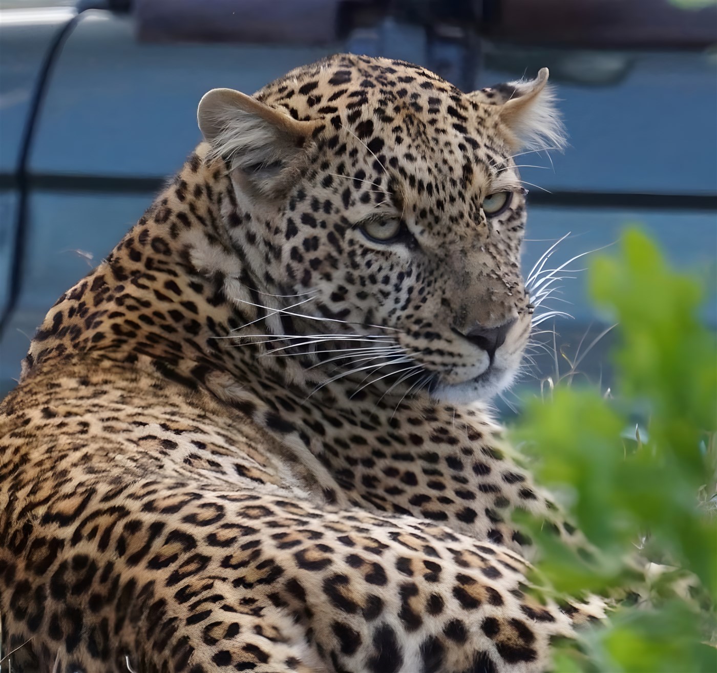 Beautiful Leopard