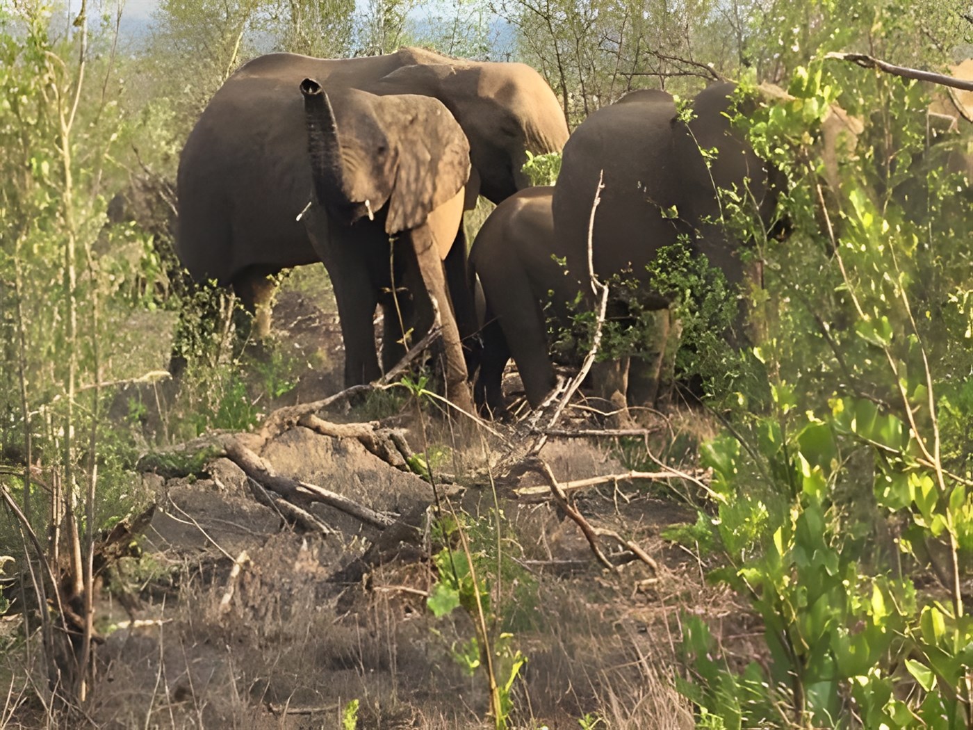 Elephants in Kruger National Park
