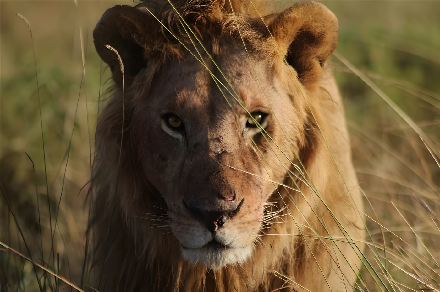 Lioni in Kenya