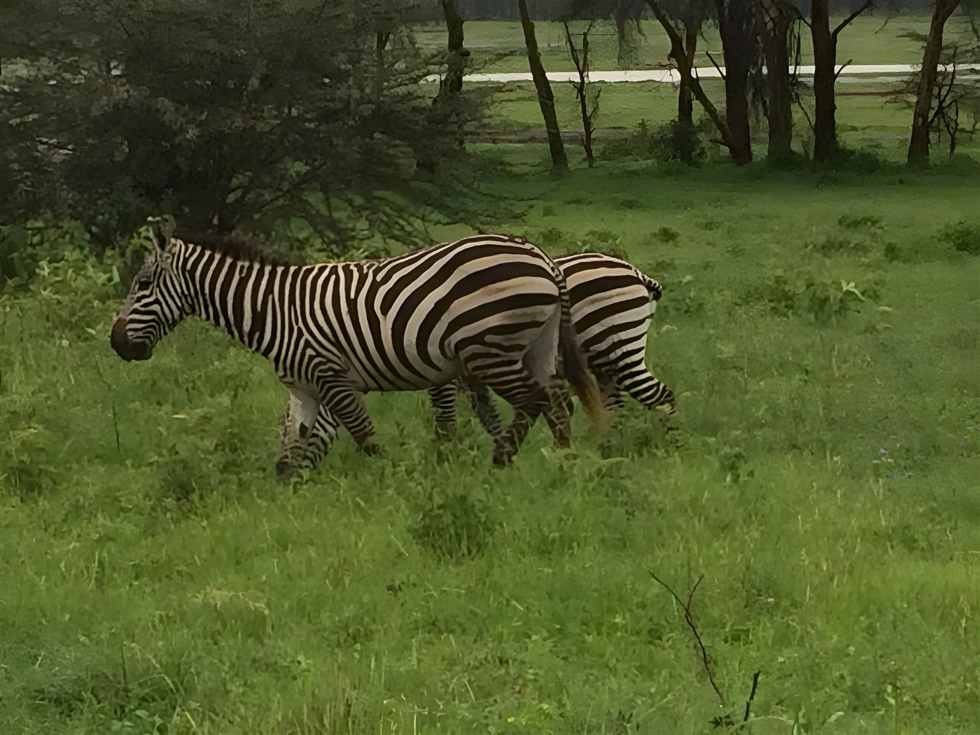 zebras in Kenya