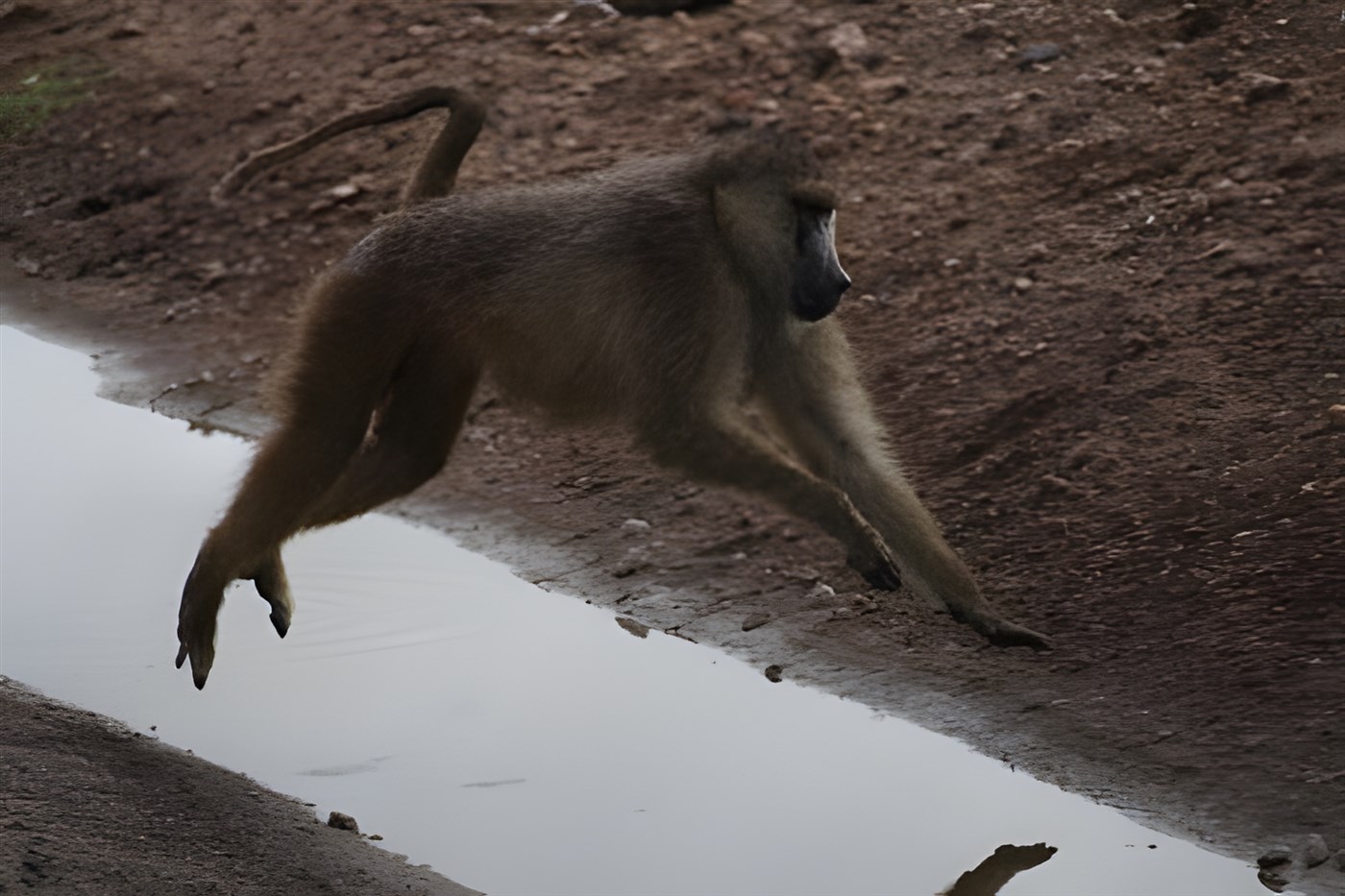 A Yellow Baboon