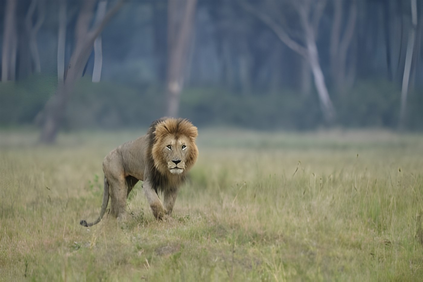 Lion in the Masai Mara, Kenya