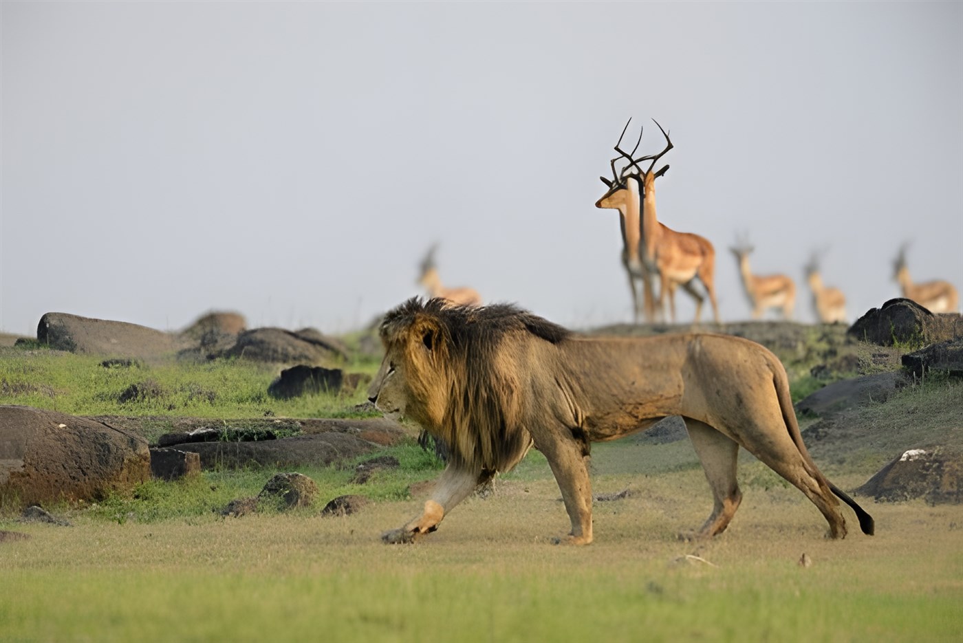 Lion in front of antelopes in the Masai Mara, Kenya