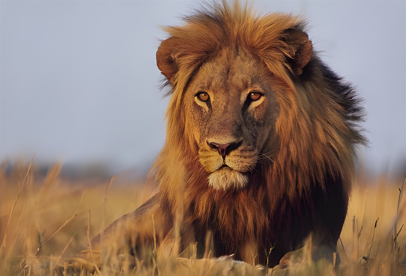Huge lion in the Okavango Delta, Botswana