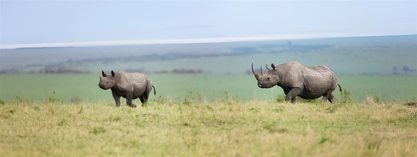 Two rhinos on the plains