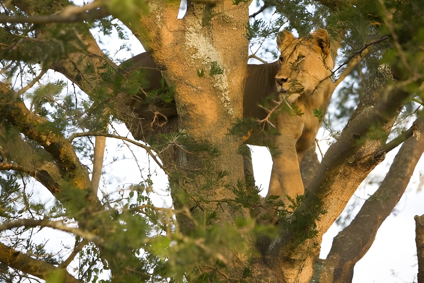 Lion in a tree, Masai Mara, Kenya