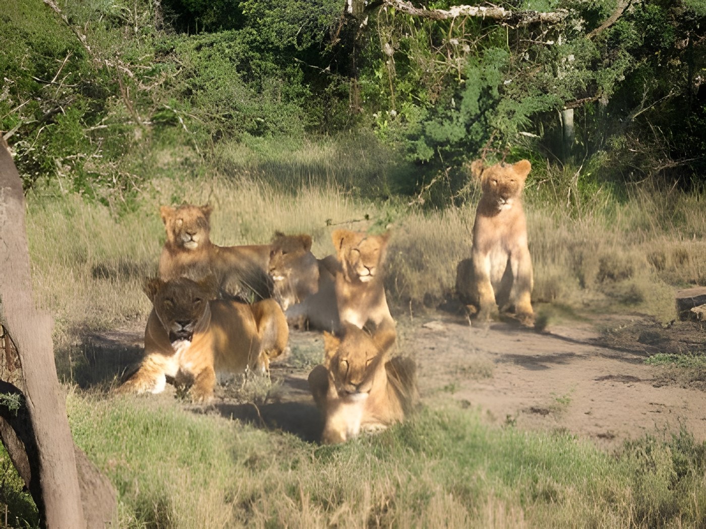 Group of Lions