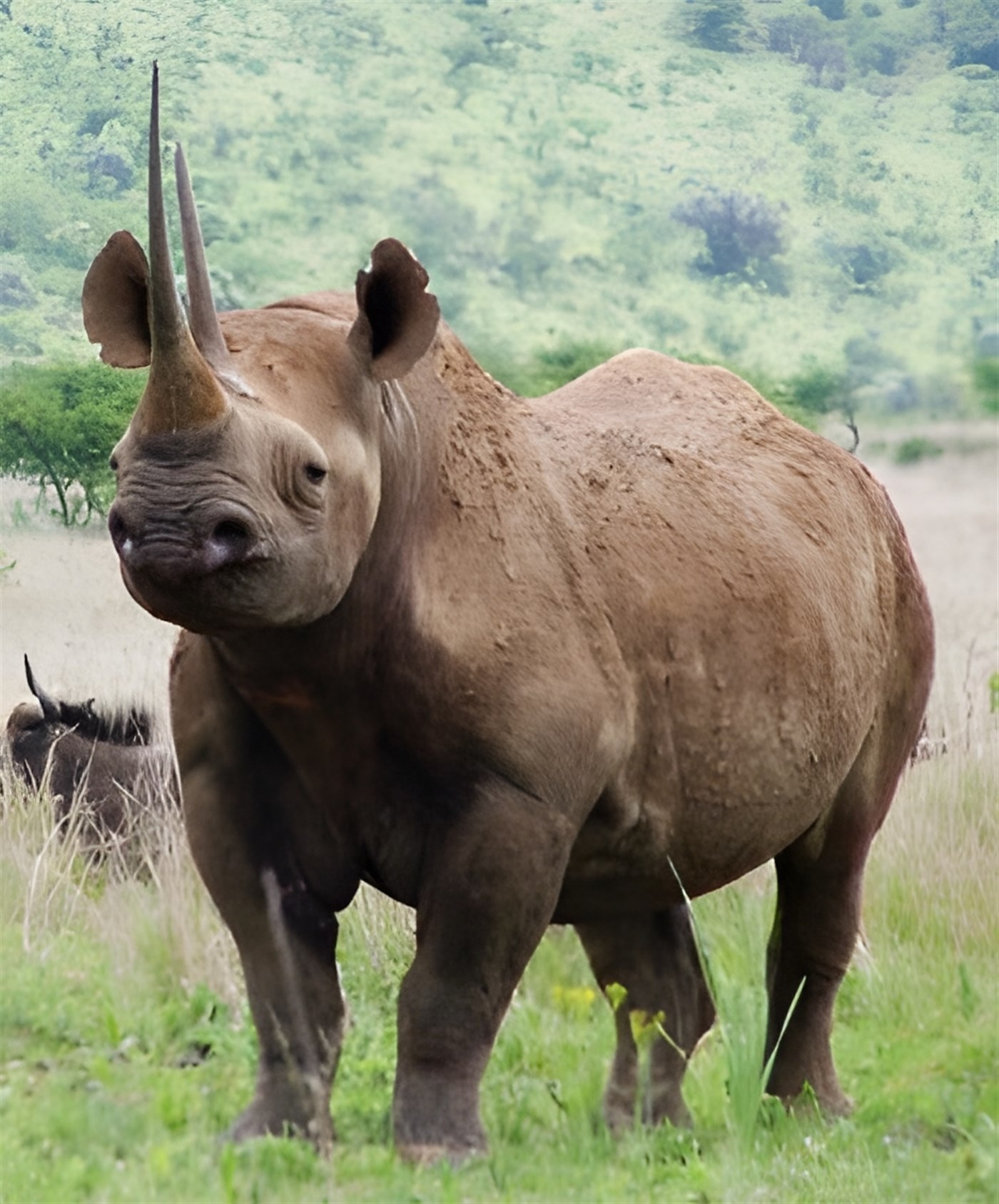 Black Rhino