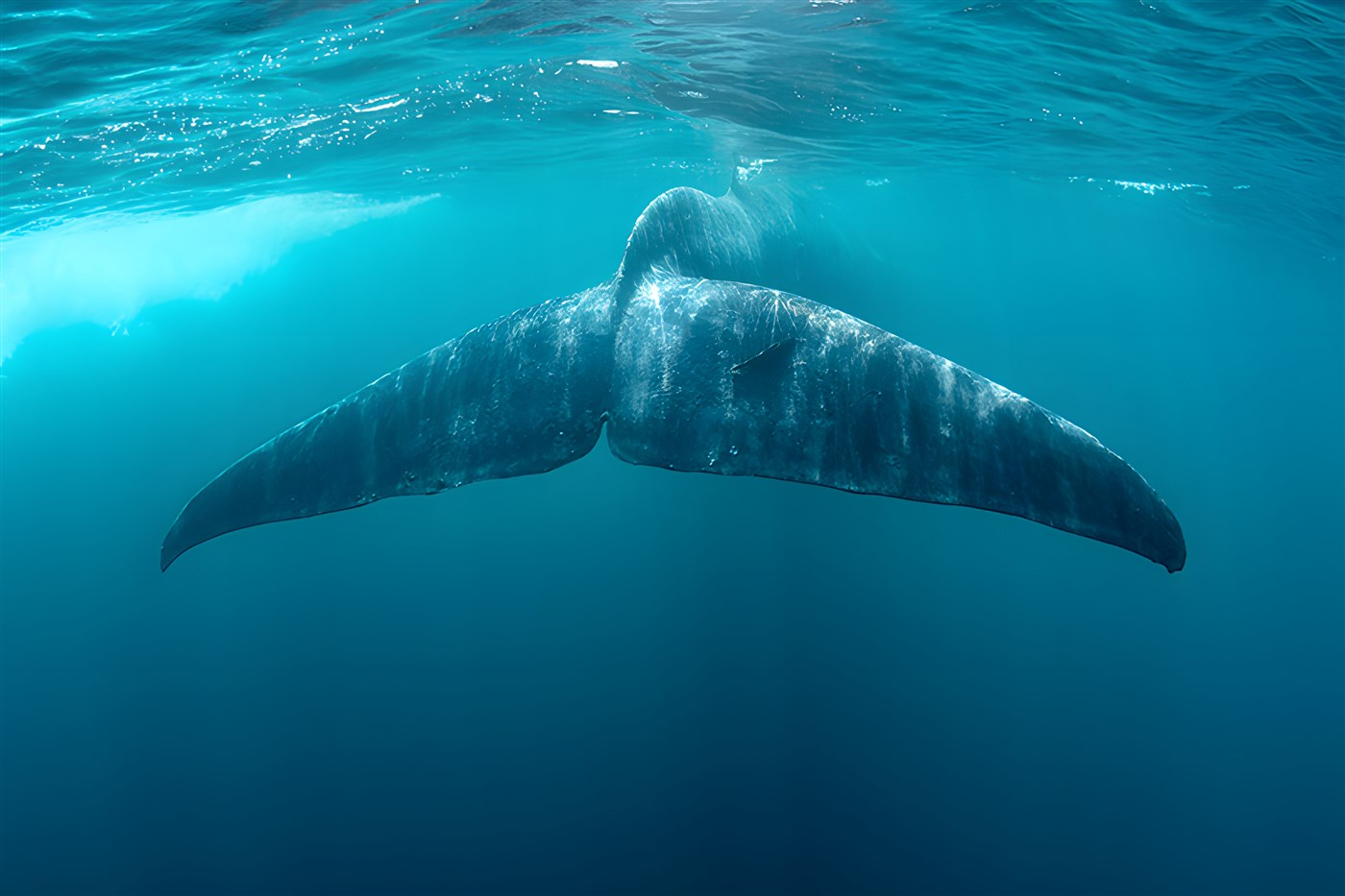 Whale watching 