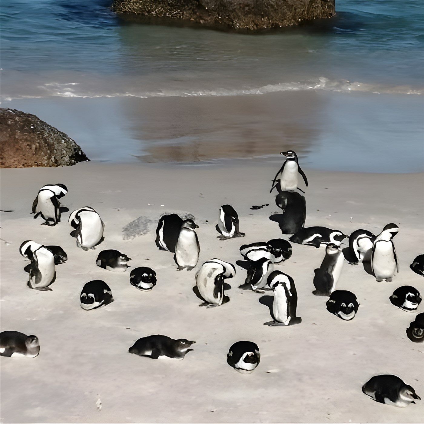 African penguins on the beach at Boulders beach in Cape Town, South Africa. The black and white birds are on the beach with round rocks in the background in the sea.