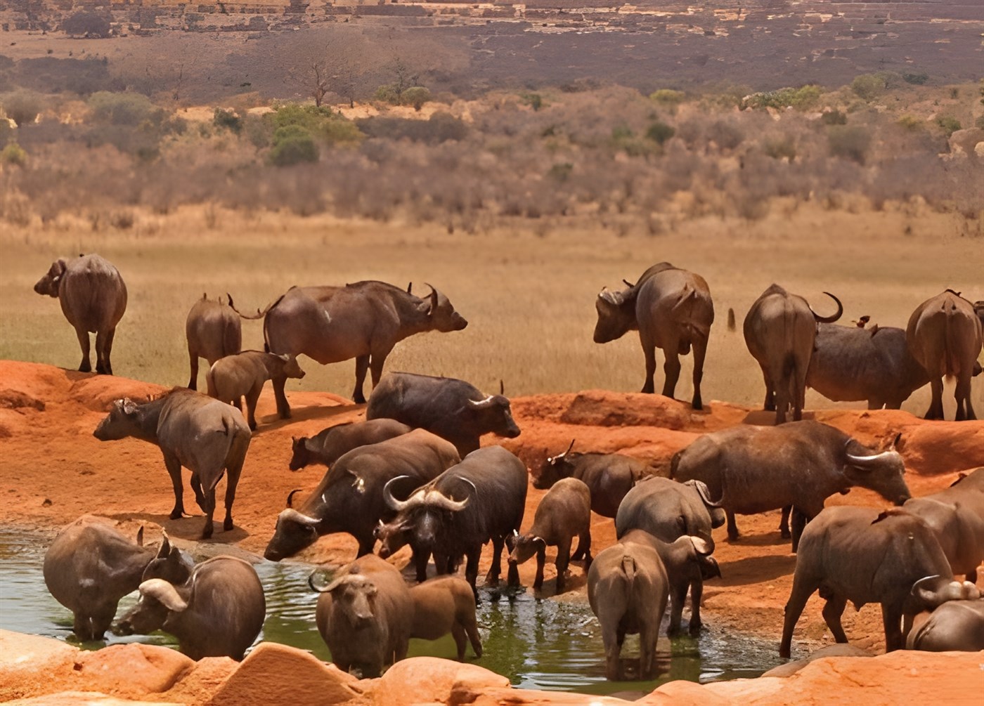 Buffalo at waterhole in Kenya