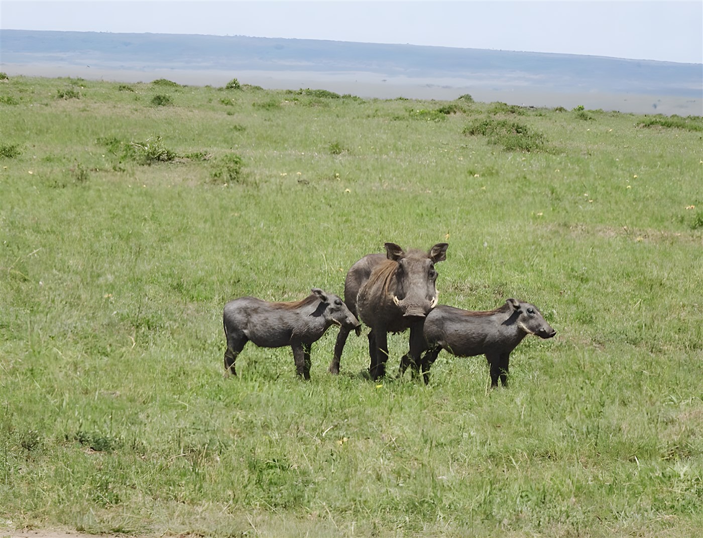 Warthogs in Kenya