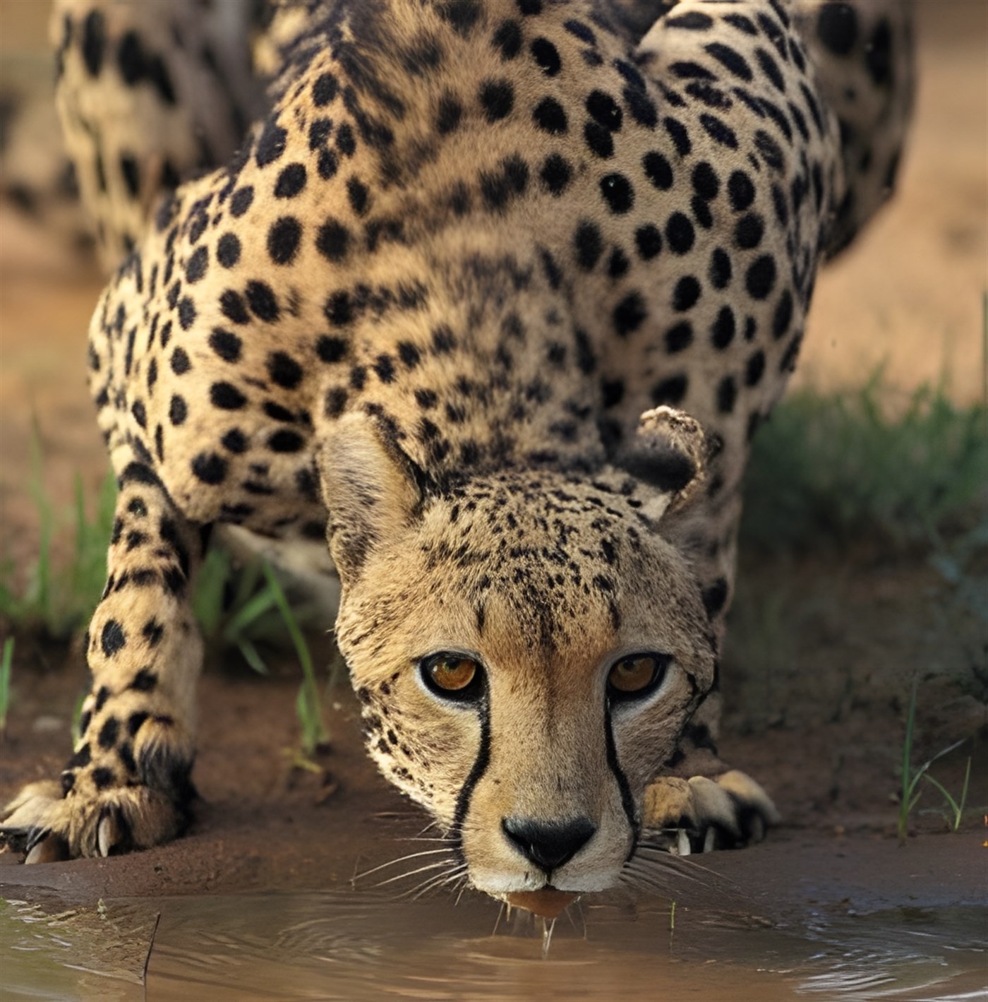 Cheetah Drinking