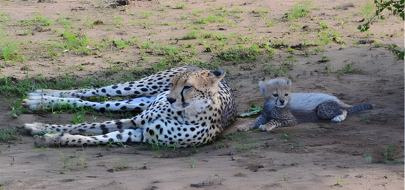 A female Cheetah and her cub lie in shade in Samburu in Kenya.