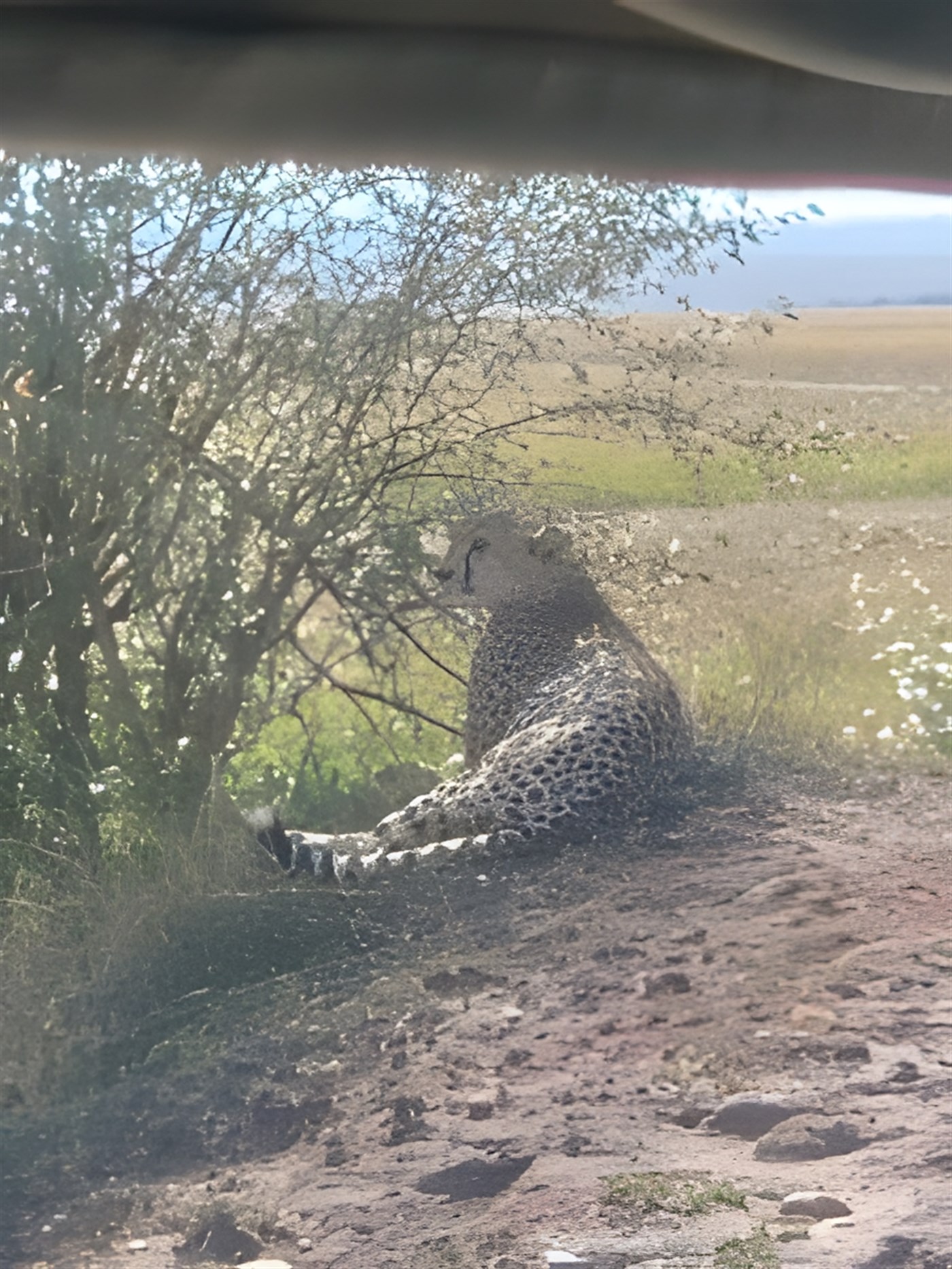 Cheetah in the shade of a bush in kenya