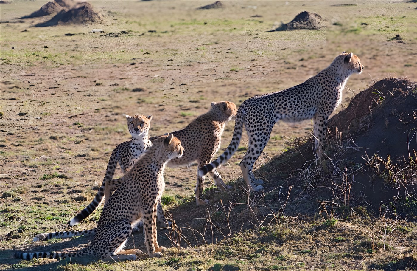 4 Cheetahs in the Masai Mara