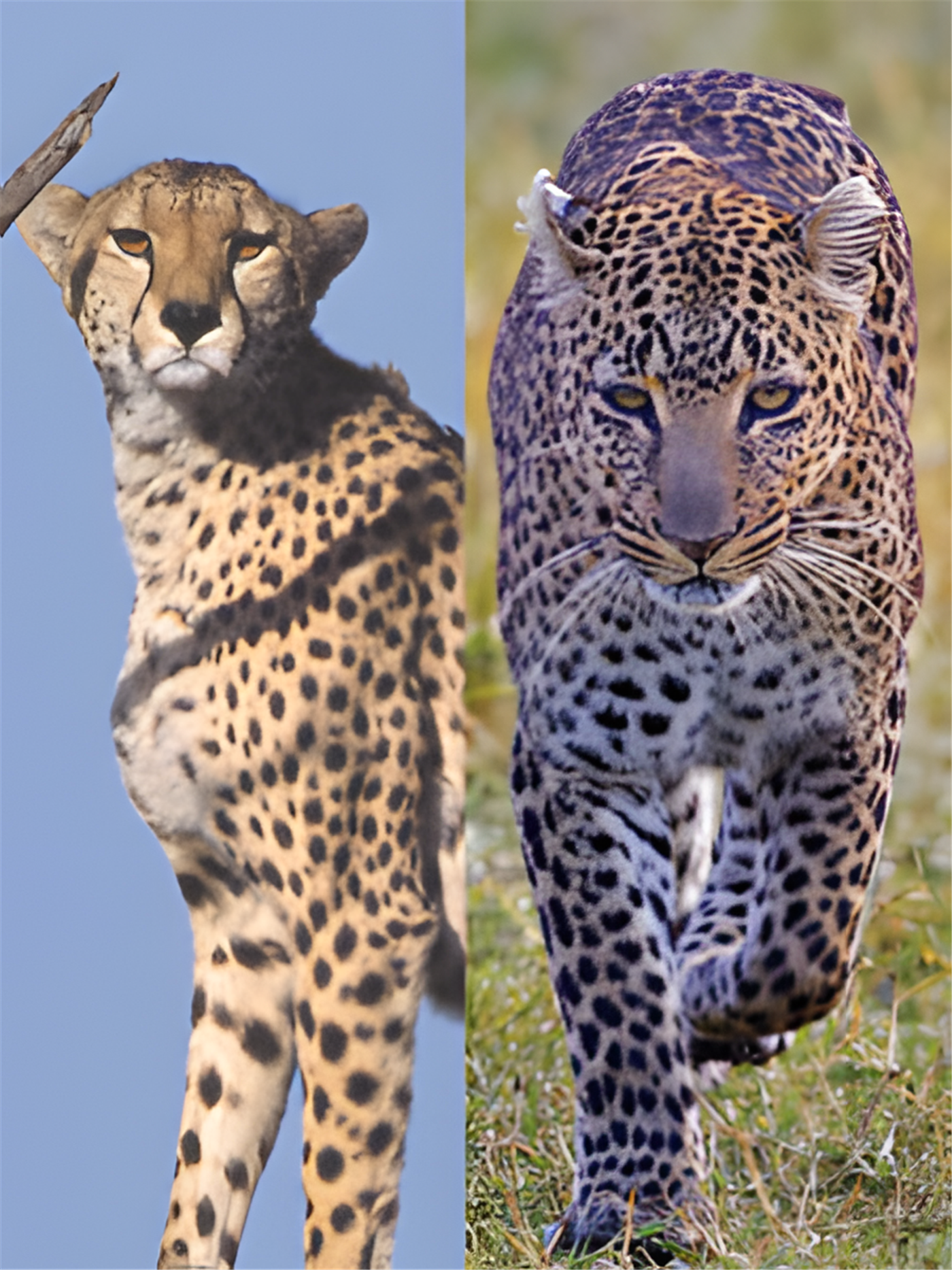 Cheetah and Leopard