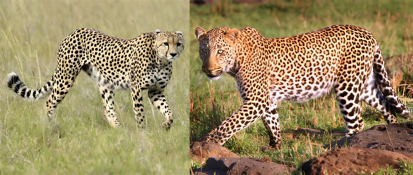 Cheetah and leopard