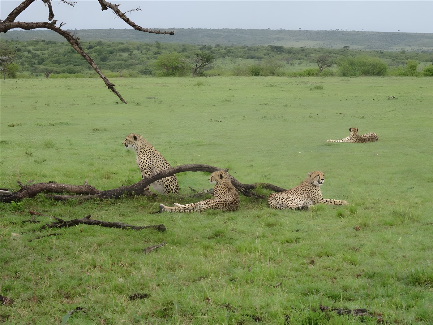Four Cheetahs on the savannah